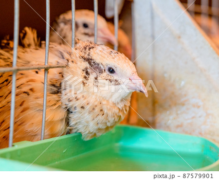 Quails in a cage on a farm. Coturnix japonica. Close-up view. Selective focus. Quails in a cage on a farm. Coturnix japonica. Close-up view. Selective focus. 87579901
