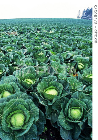 緑のジュータンを敷きつめたように広大なキャベツ畑 87580175