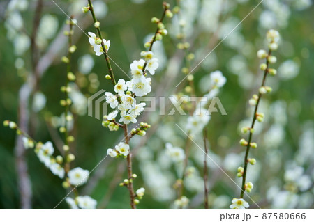 咲き始めた月ヶ瀬梅林の白梅 咲き始めた月ヶ瀬梅林の白梅 87580666