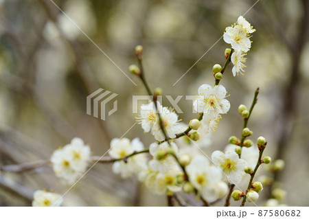 咲き始めの可憐な白梅 87580682