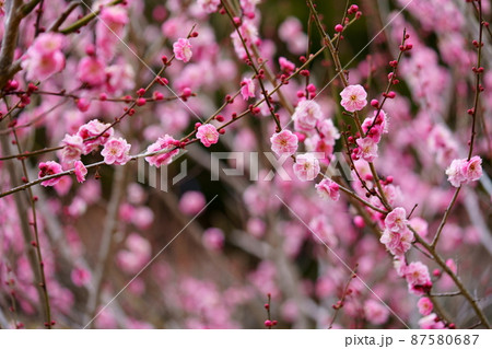 月ヶ瀬梅林の紅梅 月ヶ瀬梅林の紅梅 87580687
