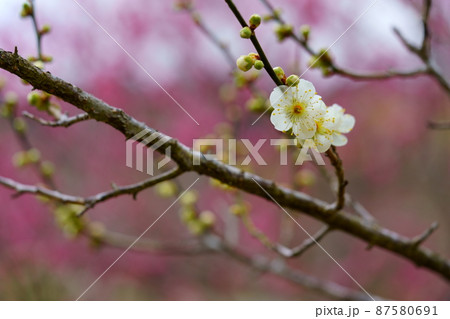 咲き始めの可憐な白梅 87580691