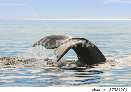 Whale tail in Peninsula Valdes,, Patagonia, Argentina Whale tail in Peninsula Valdes,, Patagonia, Argentina 87581261