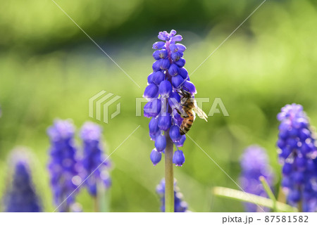 Bee on flowers in spring Bee on flowers in spring 87581582