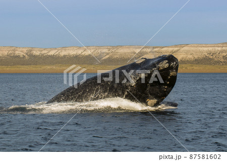 Whale jumping in Peninsula Valdes,jumping near puerto madryn, Patagonia, Argentina 87581602