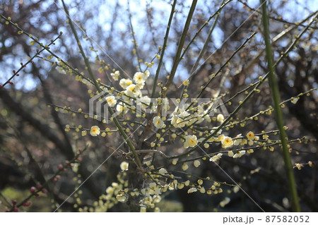 大牟田市 普光寺 梅の花、 大牟田市 普光寺 梅の花、 87582052
