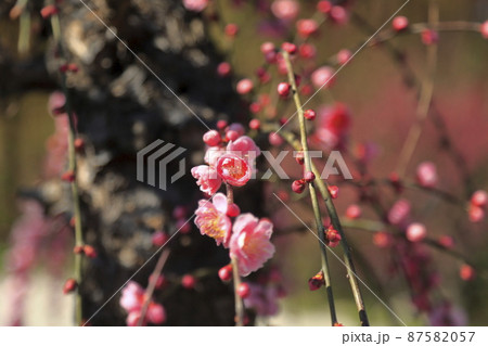 大牟田市 普光寺 梅の花、 大牟田市 普光寺 梅の花、 87582057