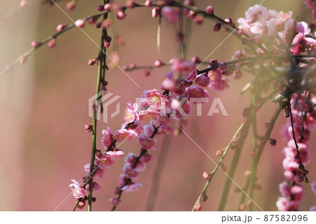 大牟田市 普光寺 梅の花、 大牟田市 普光寺 梅の花、 87582096