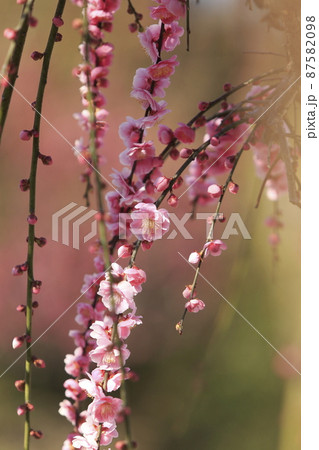 大牟田市 普光寺 梅の花、 大牟田市 普光寺 梅の花、 87582098