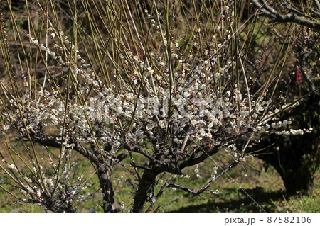 大牟田市 普光寺 梅の花、 大牟田市 普光寺 梅の花、 87582106