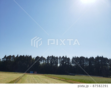 杉木の青空 87582291
