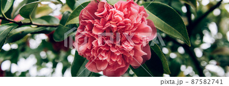 Pink Camellia Tree with Blooming Flowers Pink Camellia Tree with Blooming Flowers 87582741