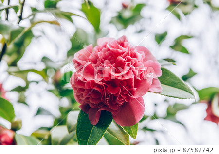 Pink Camellia Tree with Blooming Flowers Pink Camellia Tree with Blooming Flowers 87582742