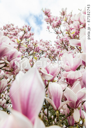 Pink Magnolia Tree with Blooming Flowers during Springtime 87582743