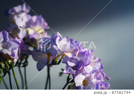 Bouquet of freesia flowers Bouquet of freesia flowers 87582744