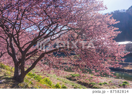 （静岡県）南伊豆町　みなみの桜　満開 87582814