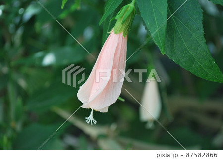 下を向いて咲くウナズキヒメフヨウの花 下を向いて咲くウナズキヒメフヨウの花 87582866