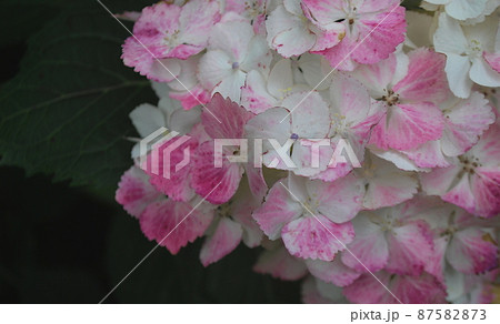 白から赤に変わる紫陽花　紅てまり 87582873