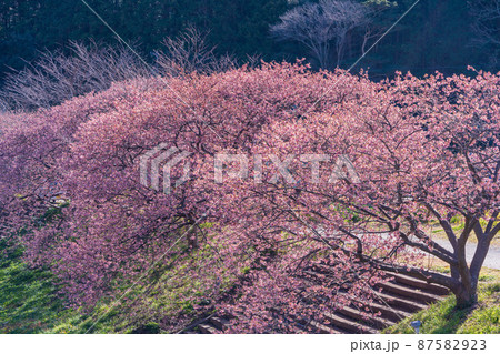 （静岡県）南伊豆町　みなみの桜　満開 87582923