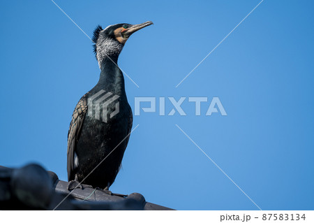 川辺にいる鵜 87583134