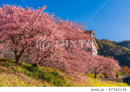 （静岡県）南伊豆町　みなみの桜　満開 87583146