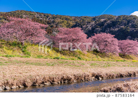 （静岡県）南伊豆町　みなみの桜　満開 87583164