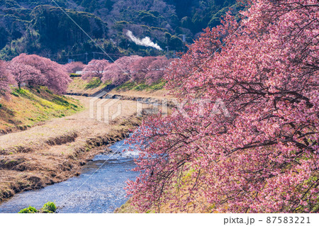 （静岡県）南伊豆町　みなみの桜　満開 87583221