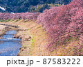（静岡県）南伊豆町　みなみの桜　満開 87583222