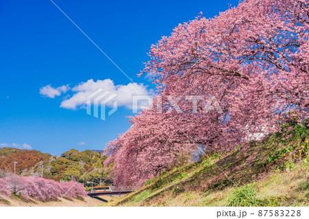 （静岡県）南伊豆町　みなみの桜　満開 87583228