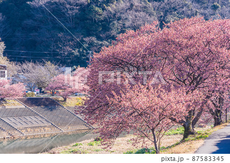 (静岡県)南伊豆町 みなみの桜 満開 (静岡県)南伊豆町 みなみの桜 満開 87583345