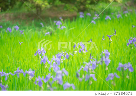 京都市北区上賀茂大田神社のカキツバタを撮影 京都市北区上賀茂大田神社のカキツバタを撮影 87584673