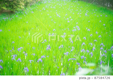 京都市北区上賀茂大田神社のカキツバタを撮影 京都市北区上賀茂大田神社のカキツバタを撮影 87584726