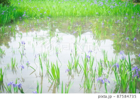 京都市北区上賀茂大田神社のカキツバタを撮影 87584735