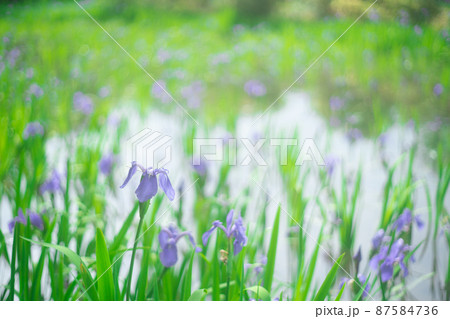 京都市北区上賀茂大田神社のカキツバタを撮影 87584736