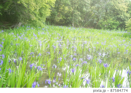 京都市北区上賀茂大田神社のカキツバタを撮影 87584774