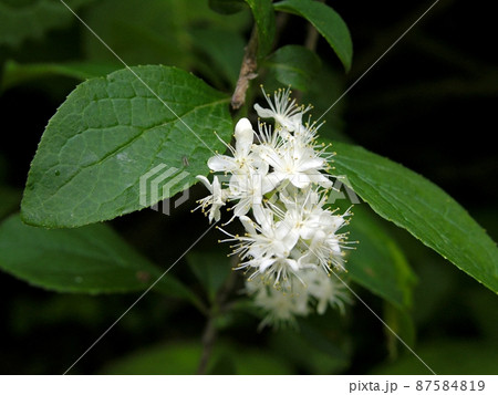 サワフタギ(秋田市岩見三内小又川)最近はクマの出没で面会できない。 サワフタギ(秋田市岩見三内小又川)最近はクマの出没で面会できない。 87584819