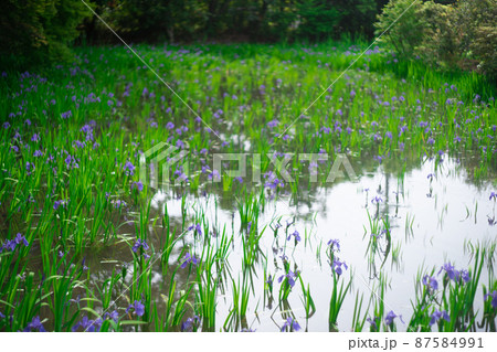 京都市北区上賀茂大田神社のカキツバタを撮影 87584991