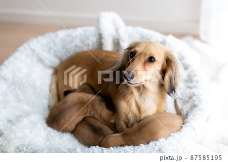 親子のダックス 仔犬 カニンヘンダックスフンド 親子のダックス 仔犬 カニンヘンダックスフンド 87585195