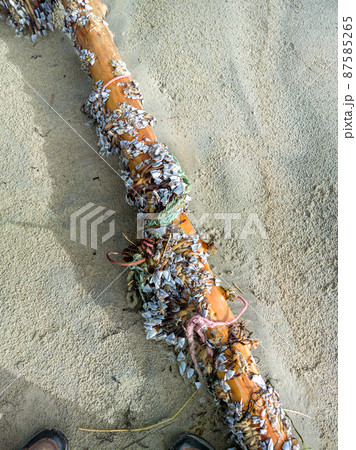 Goose barnacles, stalked barnacles, gooseneck barnacles on wooden post on beach in Ireland Goose barnacles, stalked barnacles, gooseneck barnacles on wooden post on beach in Ireland 87585265