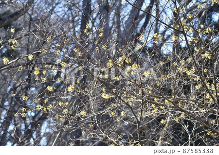 マンサク 87585338