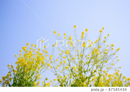 菜の花 菜の花 87585430