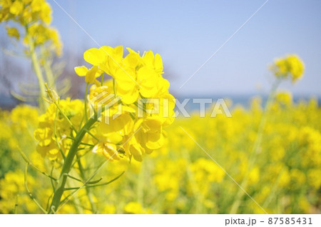 菜の花 87585431