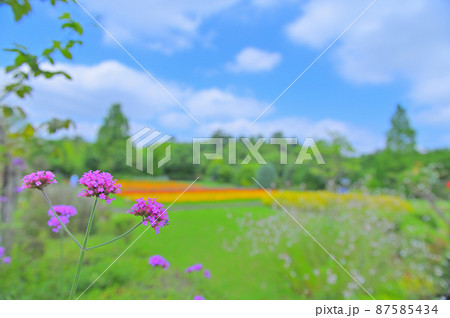 青空と白い雲とお花畑 青空と白い雲とお花畑 87585434