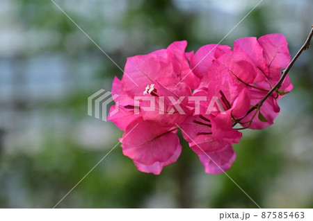 開花中のブーゲンビリア 87585463