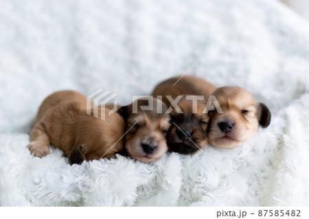 仔犬　カニンヘンダックスフンド 87585482