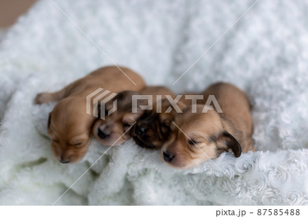 仔犬 カニンヘンダックスフンド 仔犬 カニンヘンダックスフンド 87585488