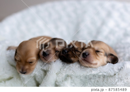 仔犬　カニンヘンダックスフンド 87585489