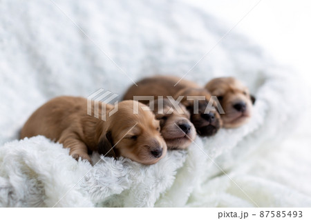 仔犬　カニンヘンダックスフンド 87585493