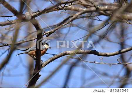 ヤマガラ ヤマガラ 87585545