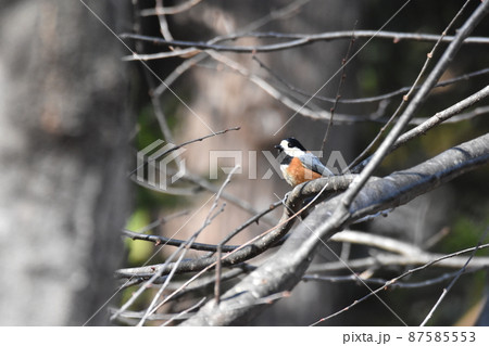 ヤマガラ ヤマガラ 87585553